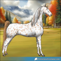 Horse Color:Chestnut Near Leopard 