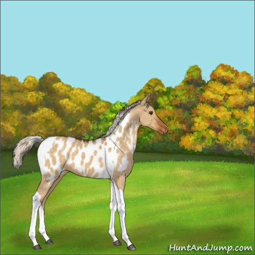 Horse Color:Silver Buckskin Dun Tobiano Appaloosa 