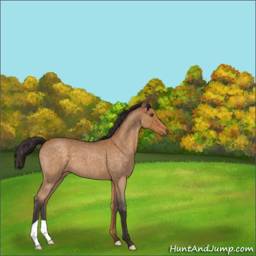 Horse Color:Buckskin Roan 