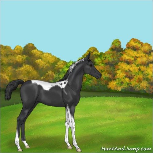 Horse Color:Black Tobiano 