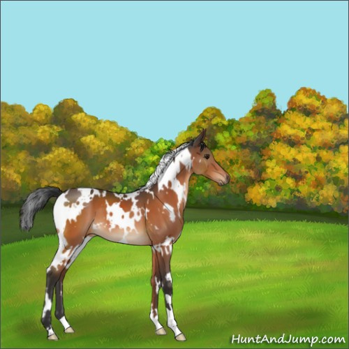 Horse Color:White Spotted Brown 