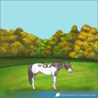 Horse Color:Brown Tobiano Frame Blanket 