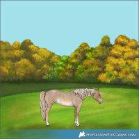 Horse Color:Chocolate Palomino Roan 