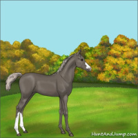 Horse Color:Silver Black 
