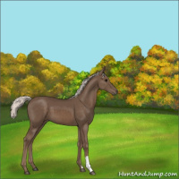 Horse Color:Silver Black 