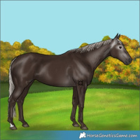 Horse Color:Gray Silver Black 