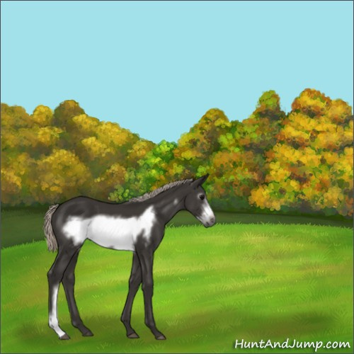 Horse Color:Gray Silver Black Frame 