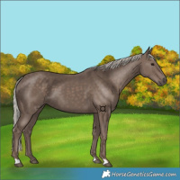 Horse Color:Silver Black 