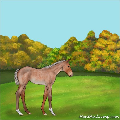 Horse Color:Silver Bay Roan 