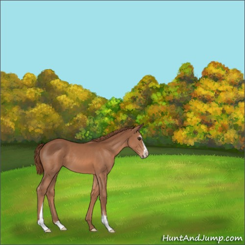Horse Color:Chestnut Sabino 