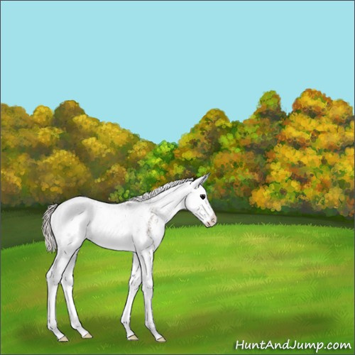 Horse Color:Silver Black Sabino Splash 