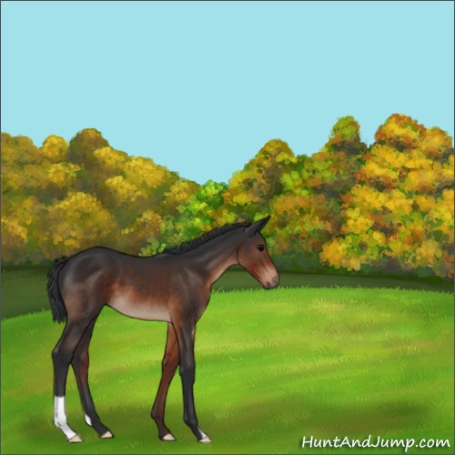 Horse Color:Brown 