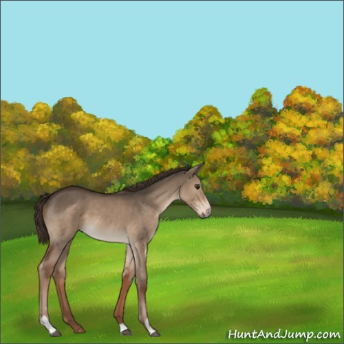 Horse Color:Liver Red Dun Sabino 
