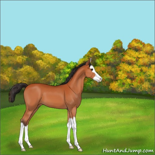 Horse Color:Brown Splash 