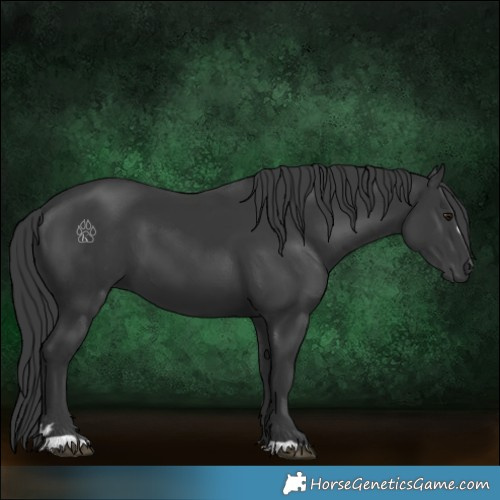 Horse Color:Black 
