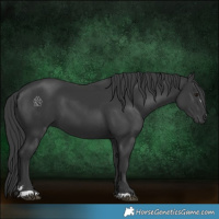 Horse Color:Black 