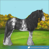 Horse Color:White Spotted Black