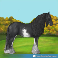 Horse Color:White Spotted Black
