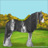 Horse Color:White Spotted Black 
