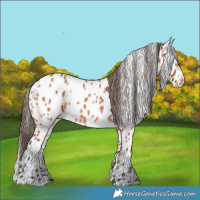 Horse Color:Bay Roan Appaloosa