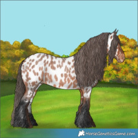 Horse Color:Bay Roan Appaloosa 