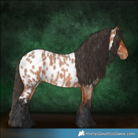 Horse Color:Bay Roan Appaloosa 