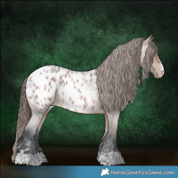 Horse Color:Bay Roan Appaloosa 