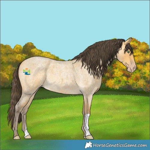 Horse Color:Amber Cream Champagne Roan