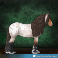Horse Color:Bay Roan Appaloosa