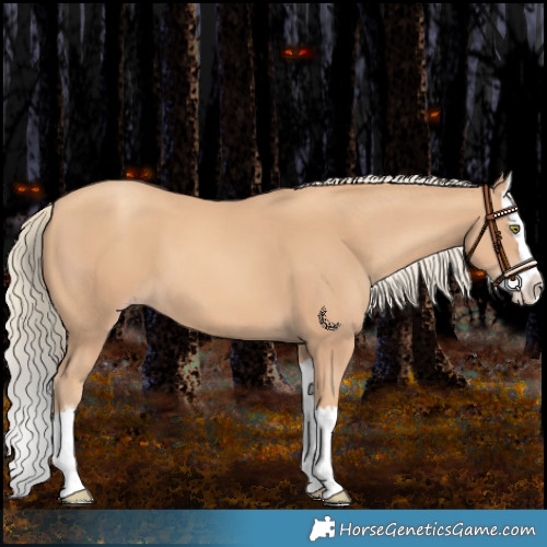 Horse Color:Gold Champagne Splash 