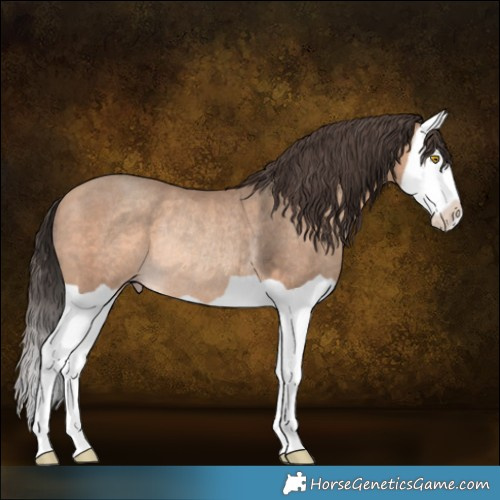 Horse Color:Amber Champagne Splash Rabicano 