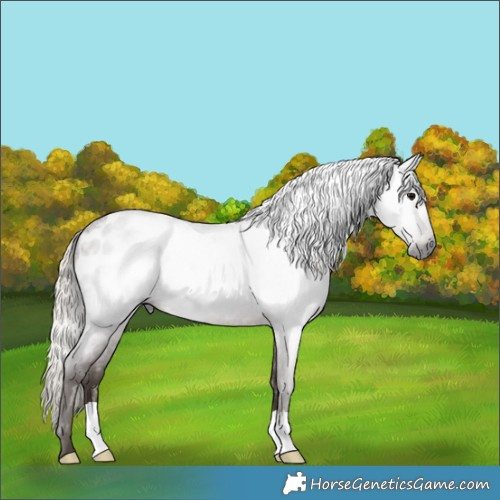 Horse Color:Gray Silver Blue Roan Appaloosa 