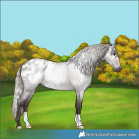 Horse Color:Gray Silver Blue Roan Appaloosa 