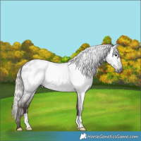 Horse Color:Gray Silver Blue Roan Appaloosa 