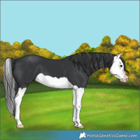 Horse Color:Black Splash 