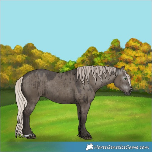 Horse Color:Gray Silver Grullo Appaloosa Rabicano Brindle 
