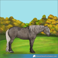 Horse Color:Gray Silver Grullo Appaloosa Rabicano Brindle 