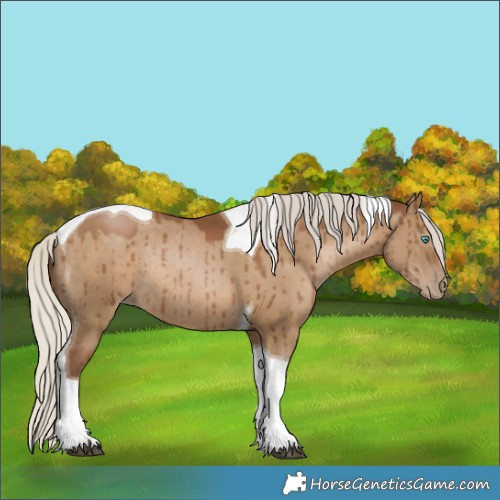 Horse Color:Gray Silver Grullo Pearl Tobiano Rabicano Brindle 