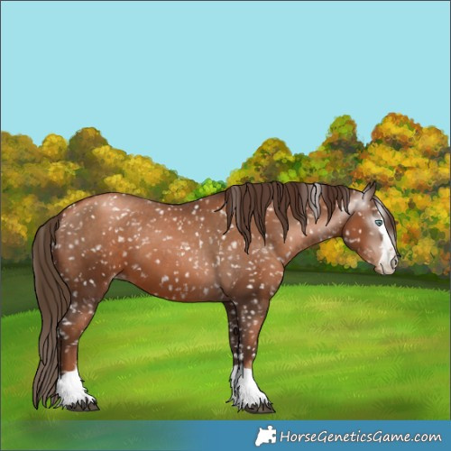 Horse Color:Gray Liver Chestnut Pearl Appaloosa 