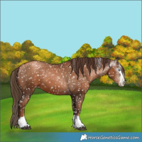 Horse Color:Gray Liver Chestnut Pearl Snowflake Varnish 