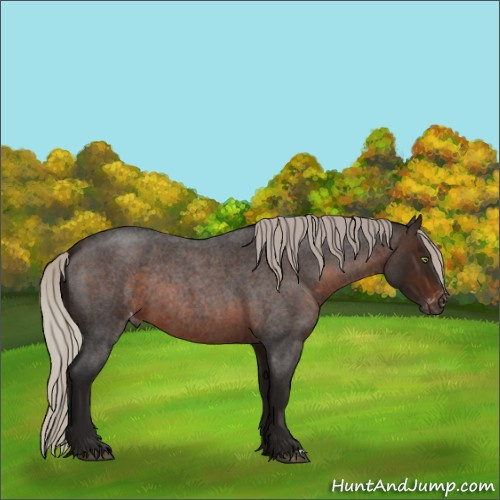 Horse Color:Gray Silver Brown Roan Appaloosa Rabicano 