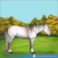 Horse Color:Gray Black Pearl Appaloosa Rabicano