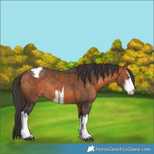 Horse Color:White Spotted Bay Appaloosa Rabicano 