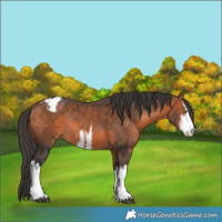 Horse Color:White Spotted Bay Varnish Rabicano 