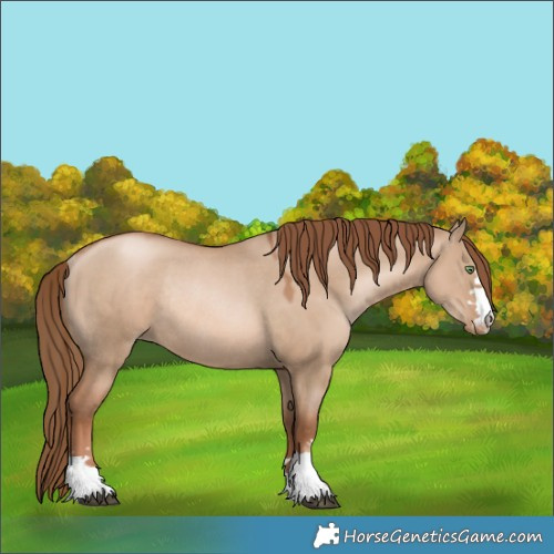 Horse Color:Liver Red Dun Pearl Rabicano 