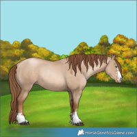 Horse Color:Liver Red Dun Pearl Rabicano 