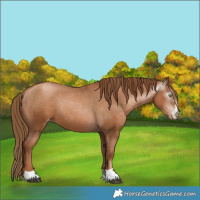 Horse Color:Gray Chestnut Pearl Varnish Rabicano 