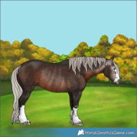 Horse Color:Gray Silver Brown Rabicano 