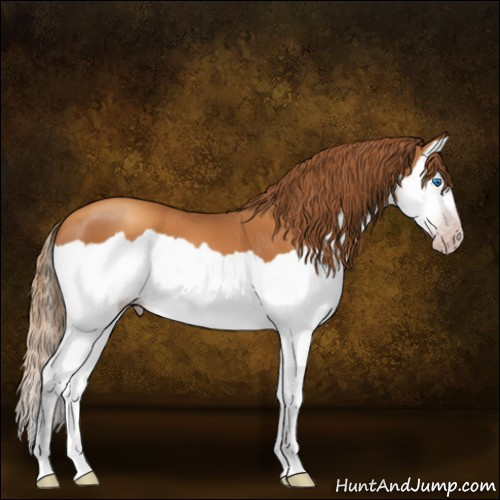 Horse Color:Gray Gold Champagne Splash