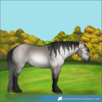 Horse Color:Gray Grullo Rabicano 